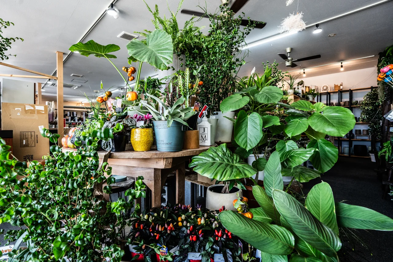 大きな葉を広げた植物と鉢が並ぶyachillの店内